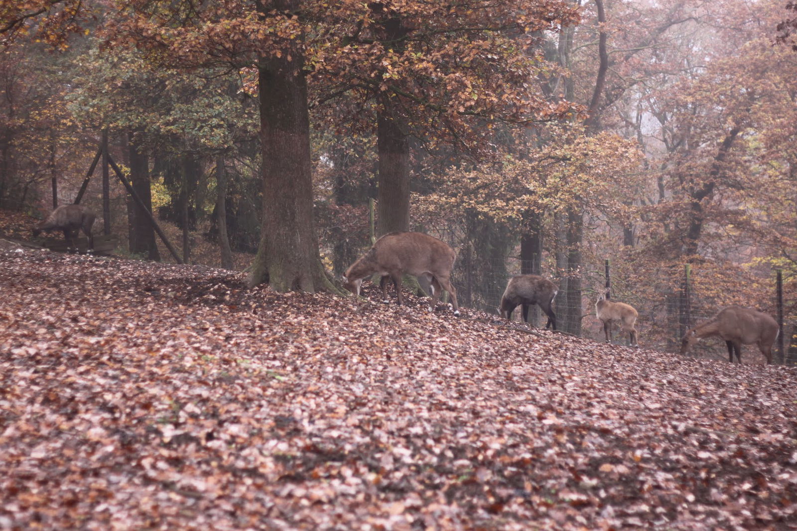 Bouillon Wildlife Park
