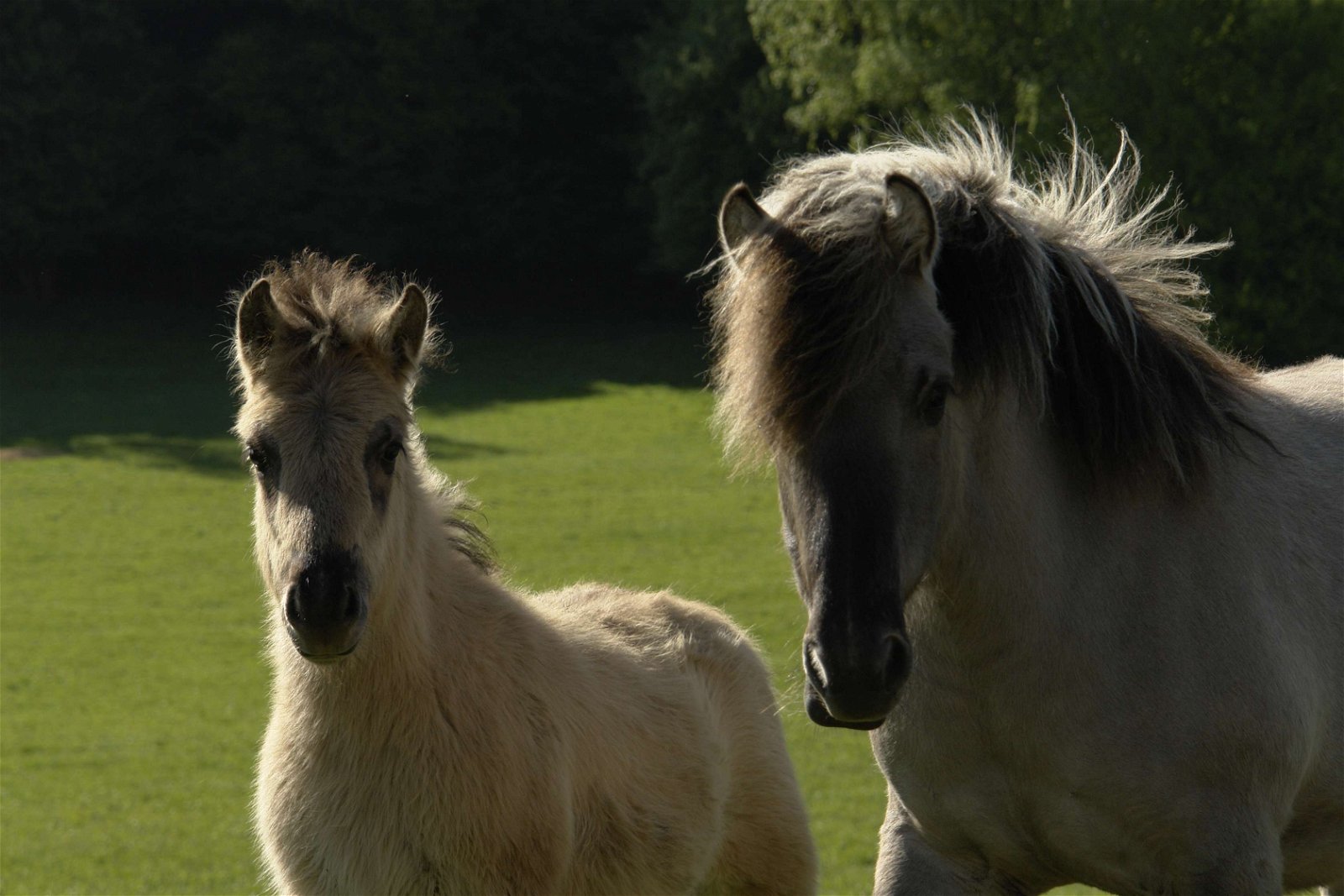 Wildpark - Domein van de Grotten van Han