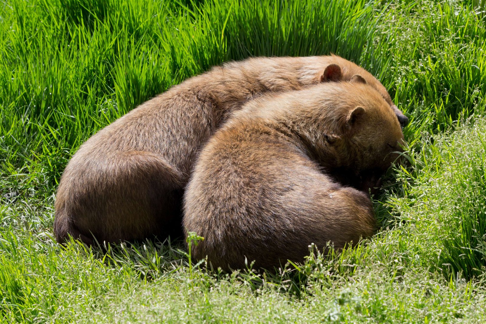 Zoo Aquarium de Madrid