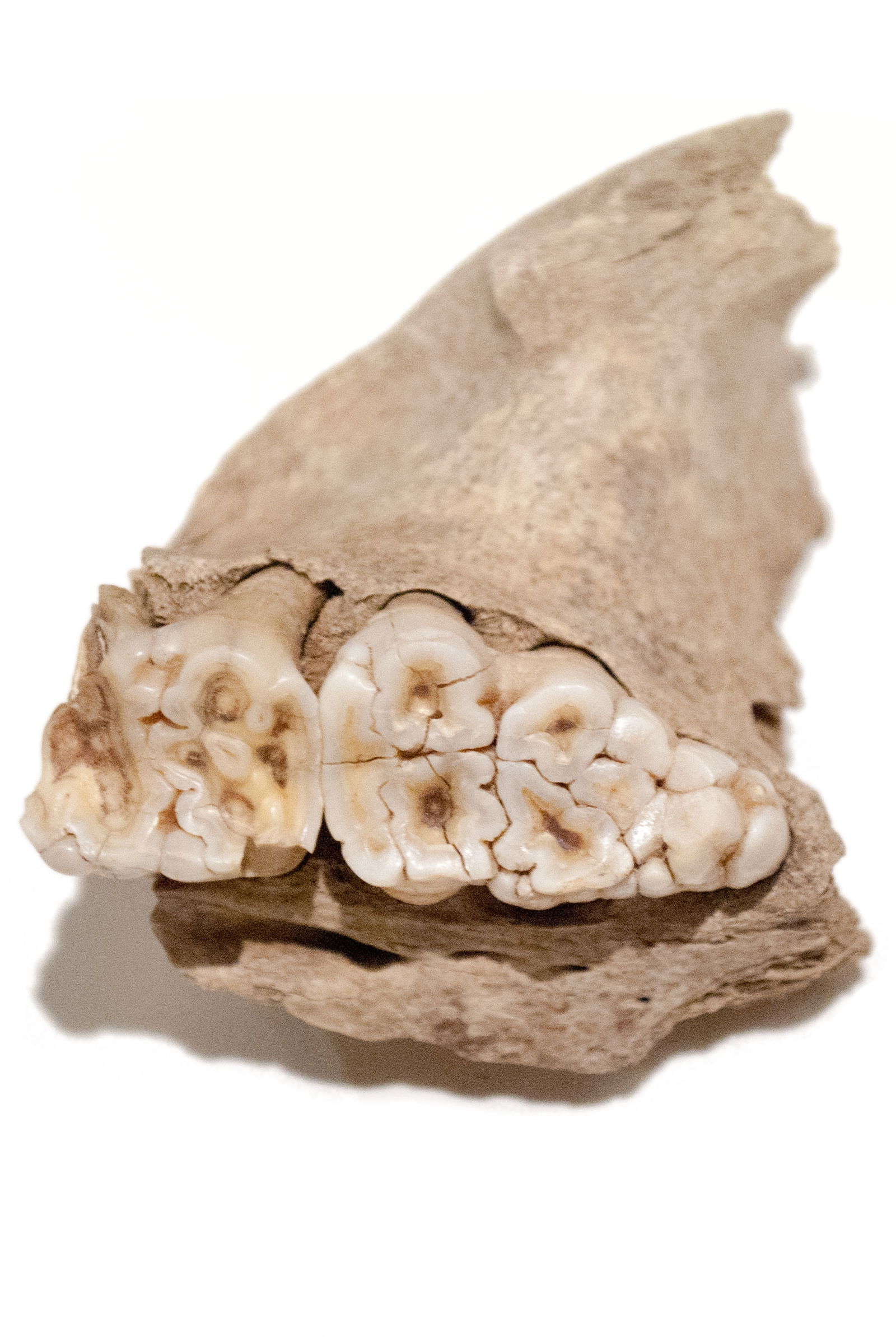 Römermuseum Wien - Wien Museum