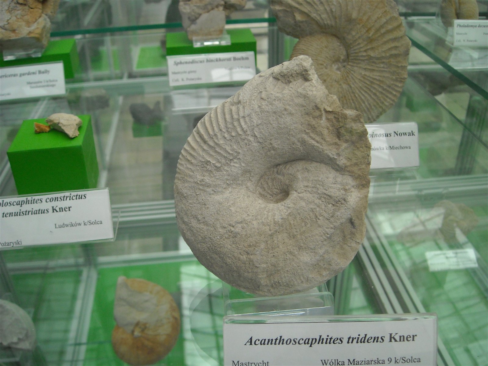 Geological Museum of the Polish Geological Institute