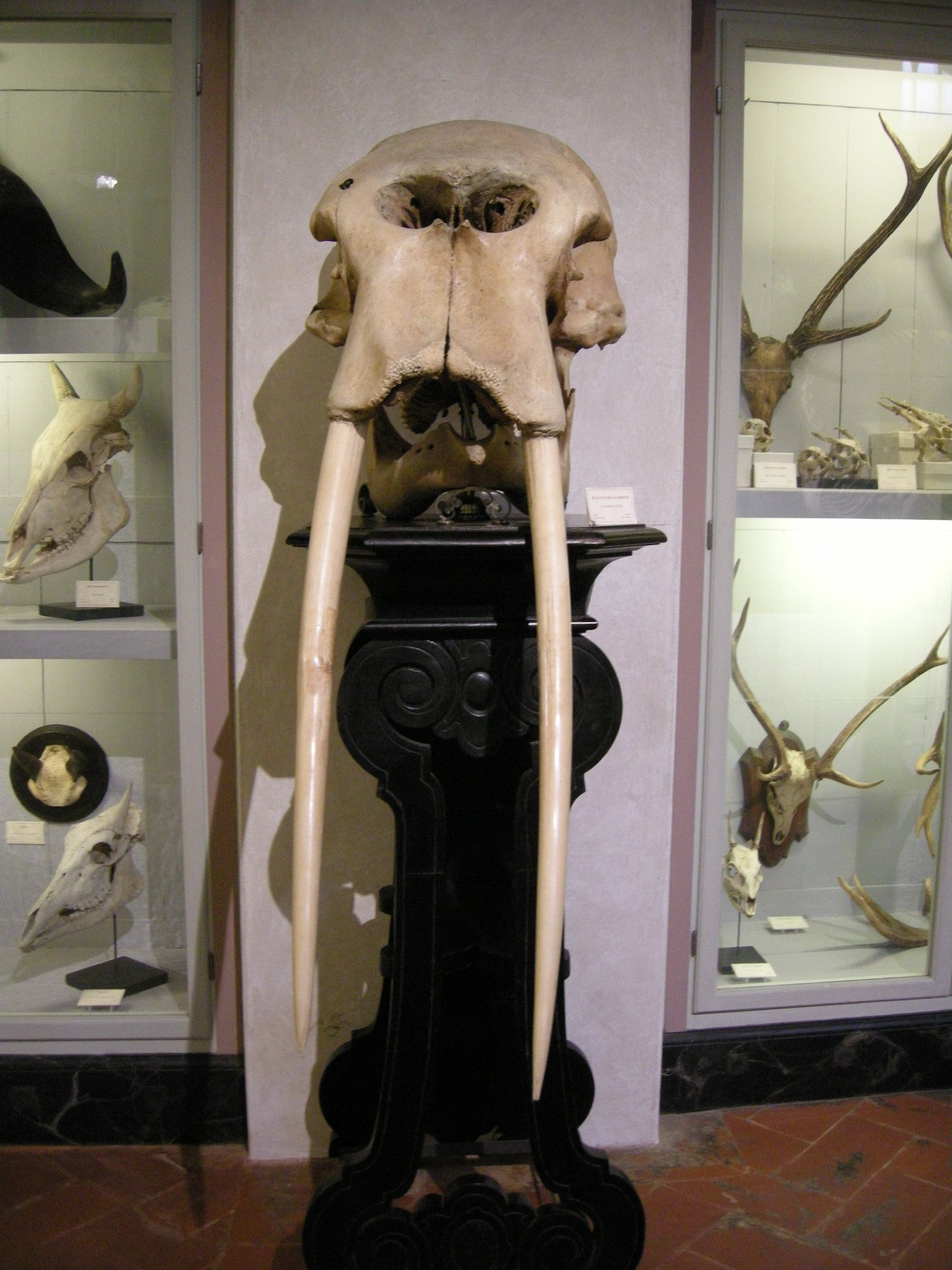 La Specola - Museum of Zoology and Natural History