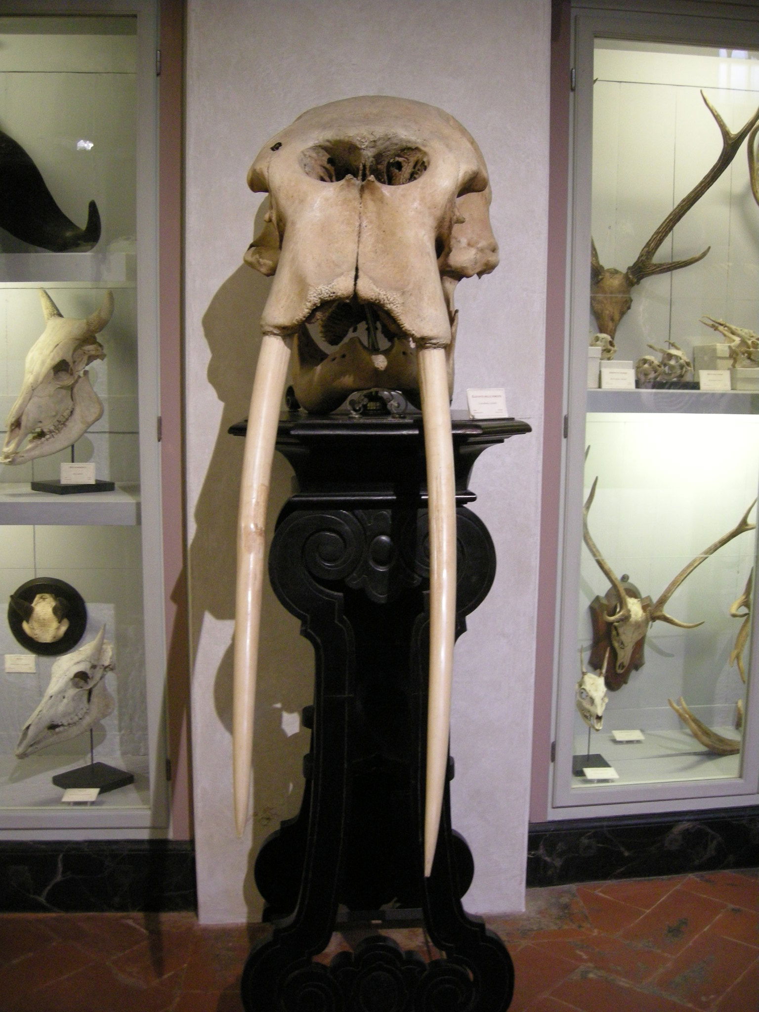 Museo Zoologico La Specola