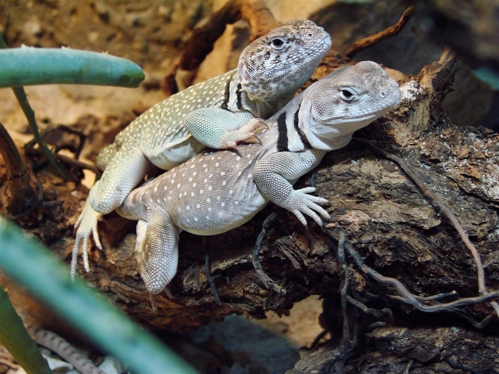 Wroclaw Zoo & Africarium