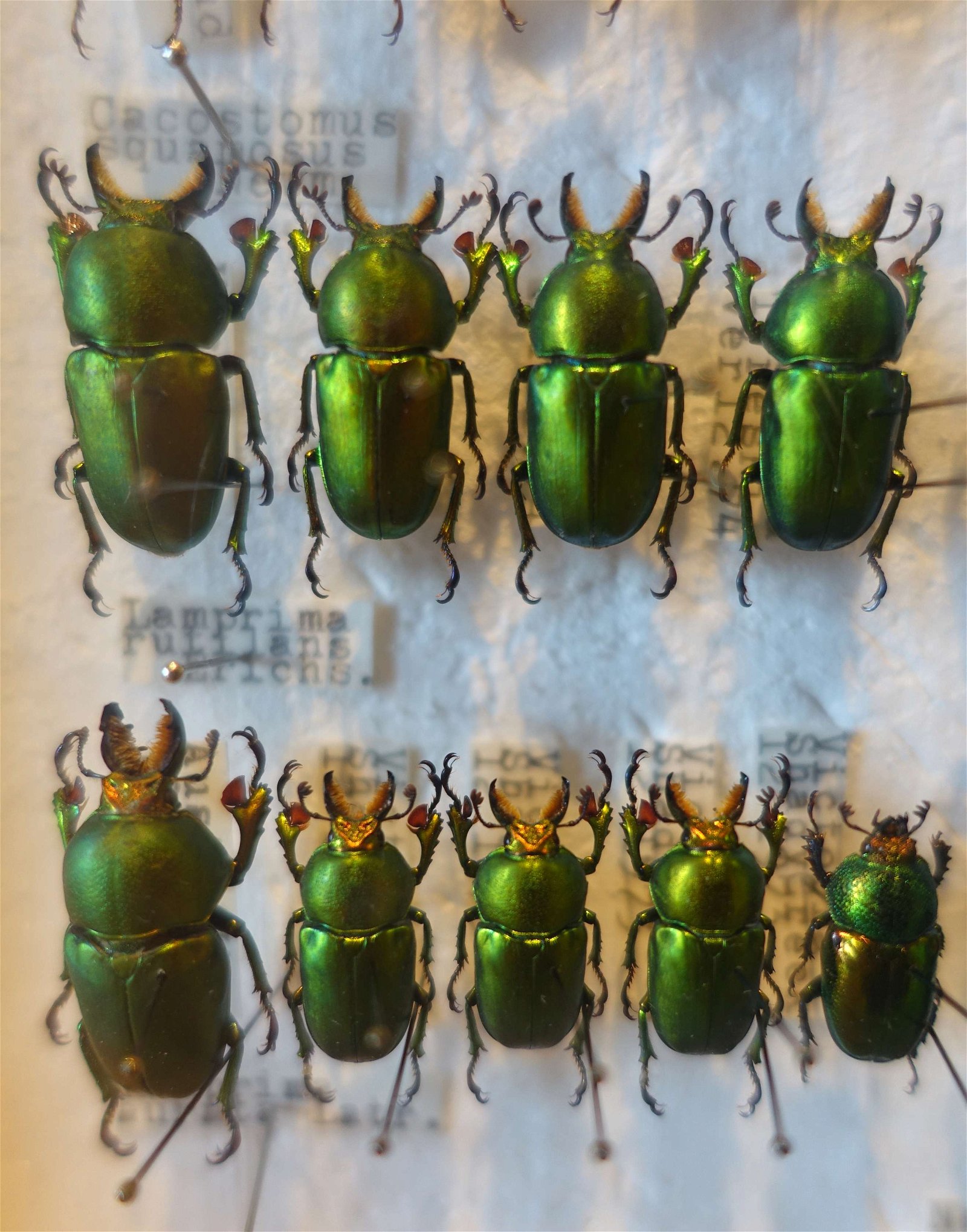 Swedish Museum of Natural History