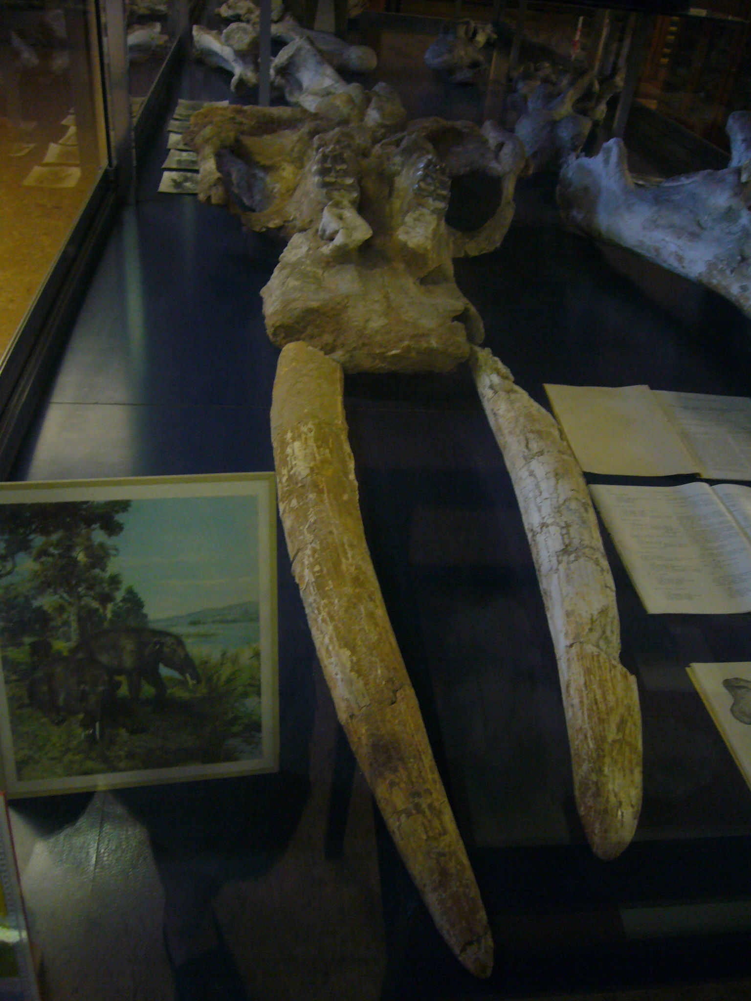 Museu Geologic del Seminari de Barcelona