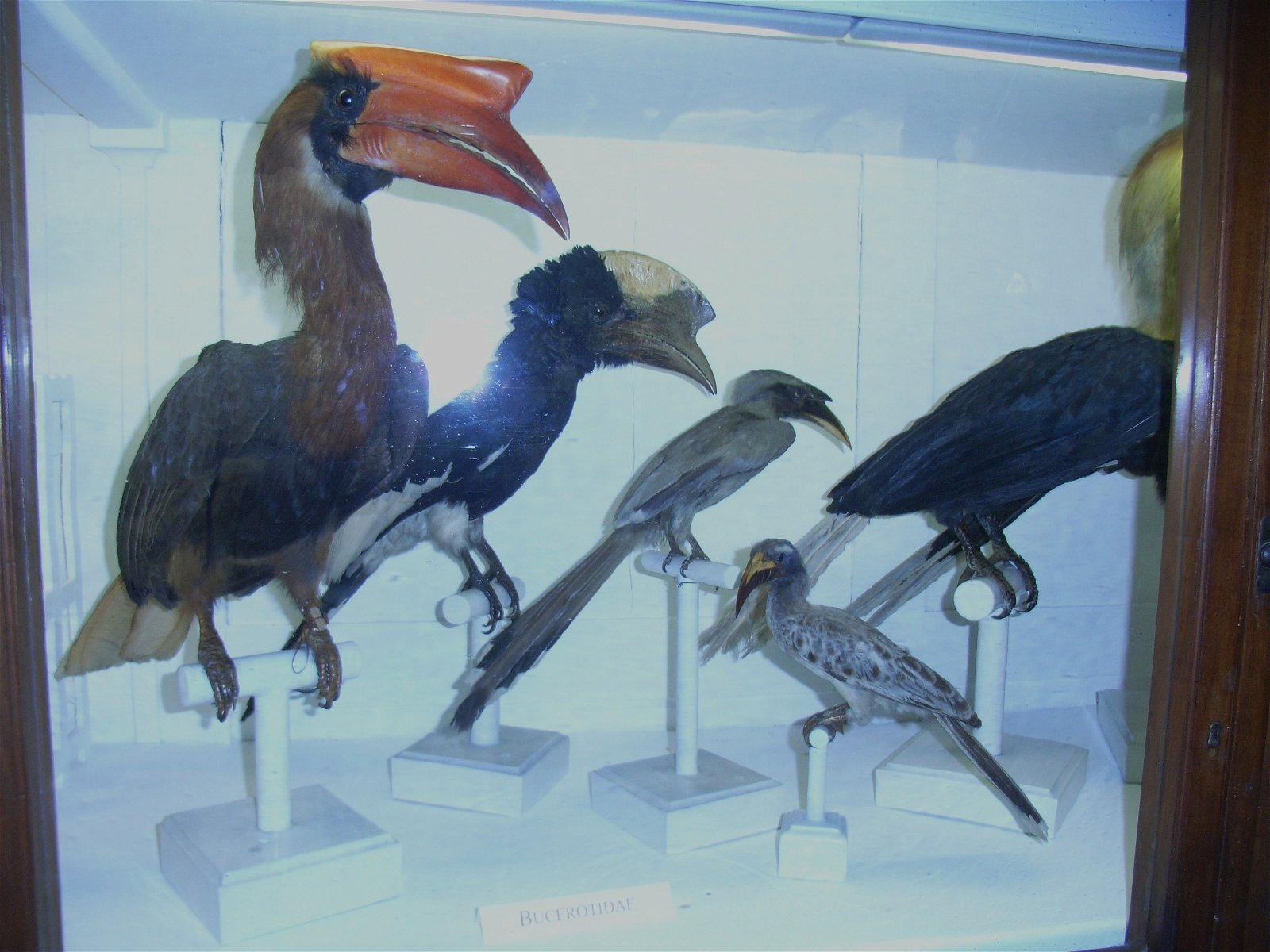 La Specola - Museum of Zoology and Natural History