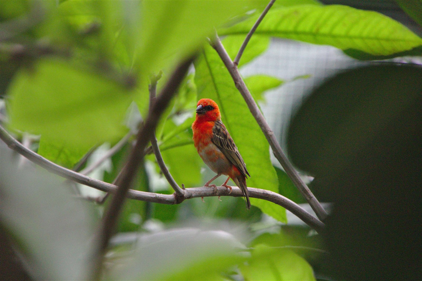 Parc zoologique de Paris