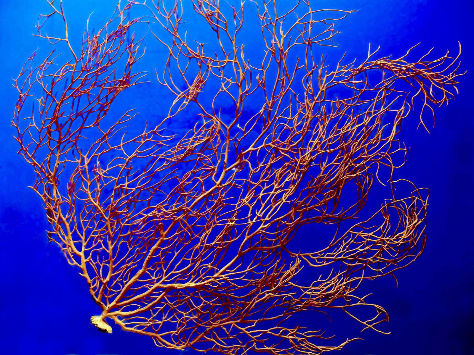 Museo Nacional de Ciencias Naturales