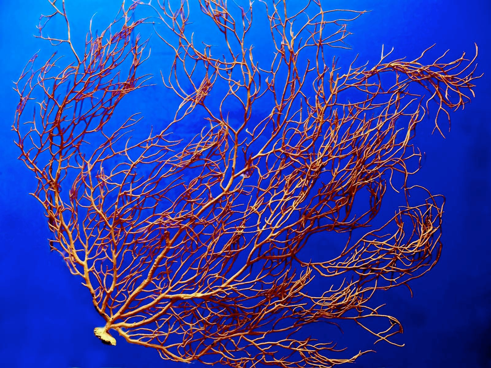 National Museum of Natural Sciences of Spain