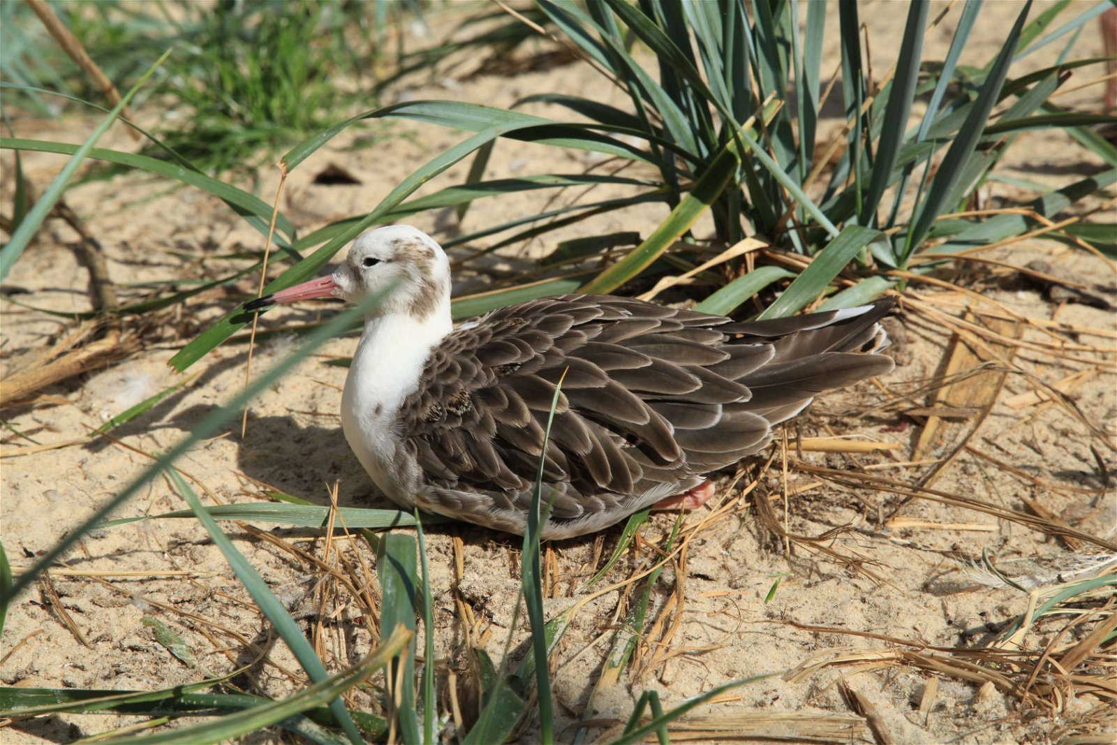 Tierpark und Fossilium Bochum