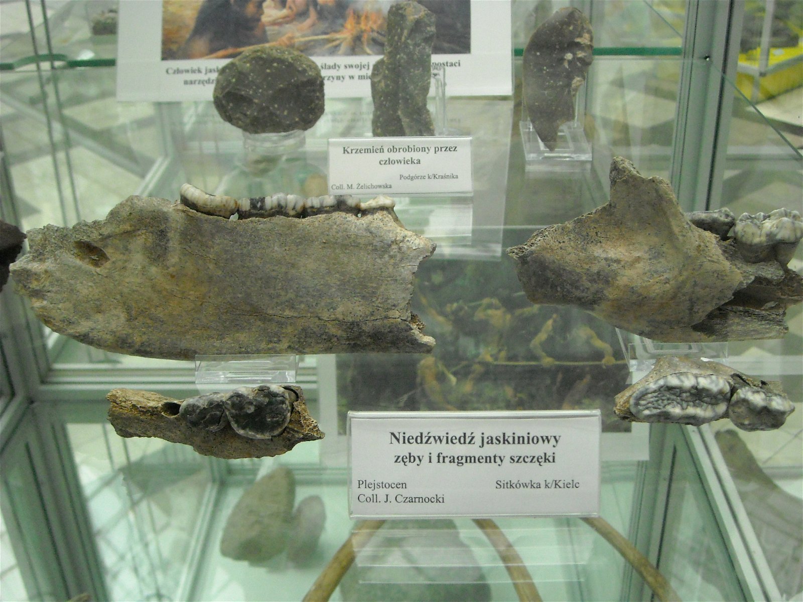 Geological Museum of the Polish Geological Institute