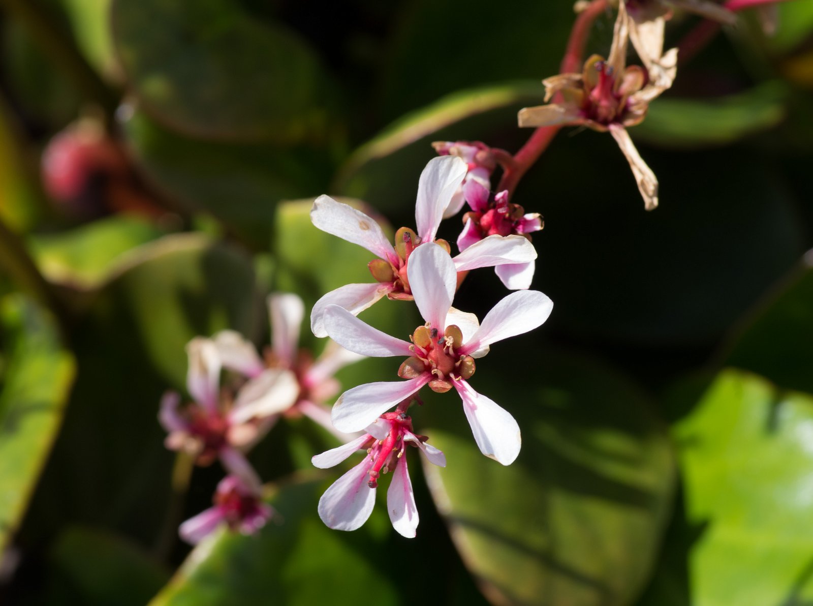 Royal Botanic Gardens, Kew