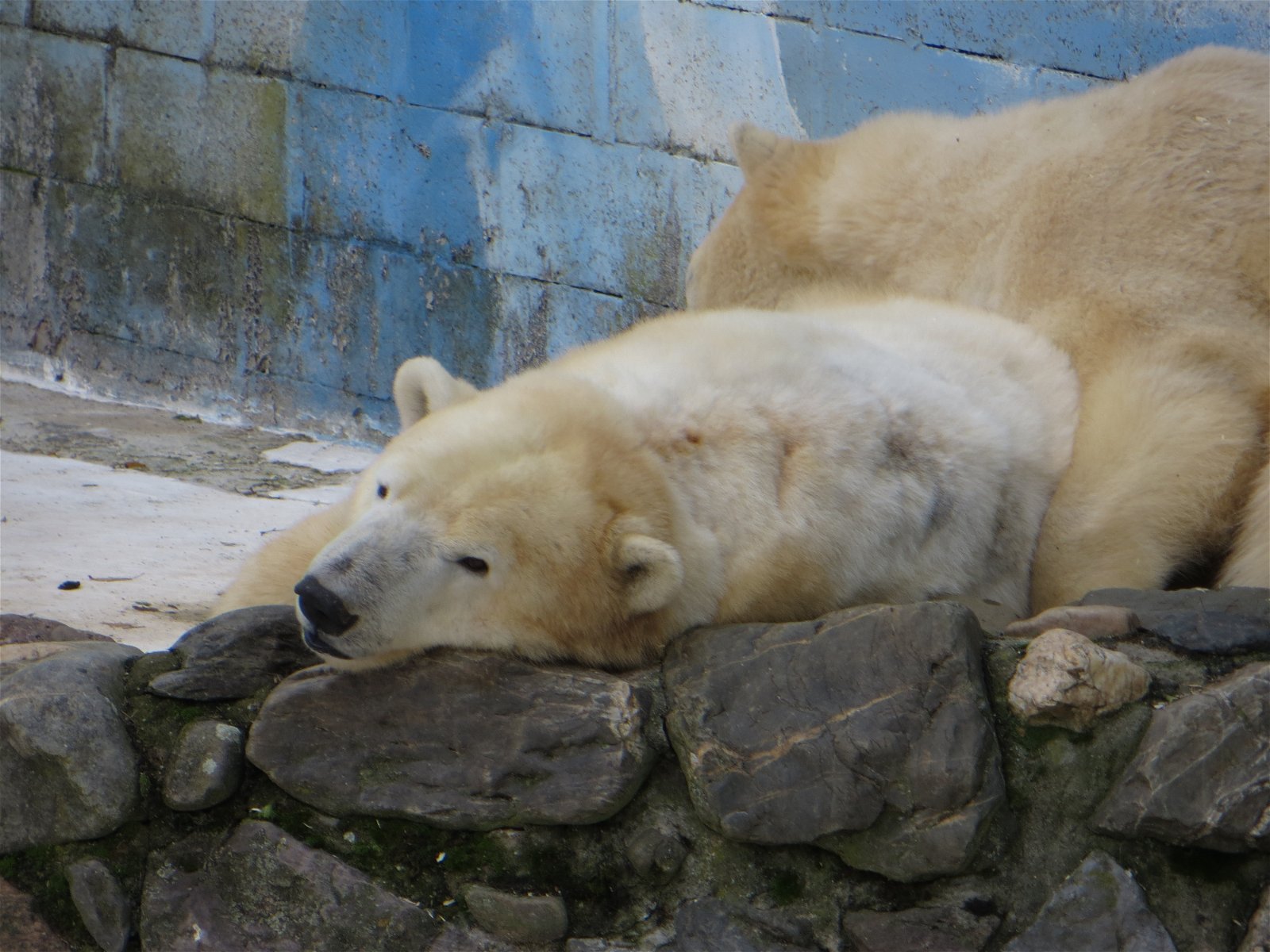 Monde Sauvage Safari Parc