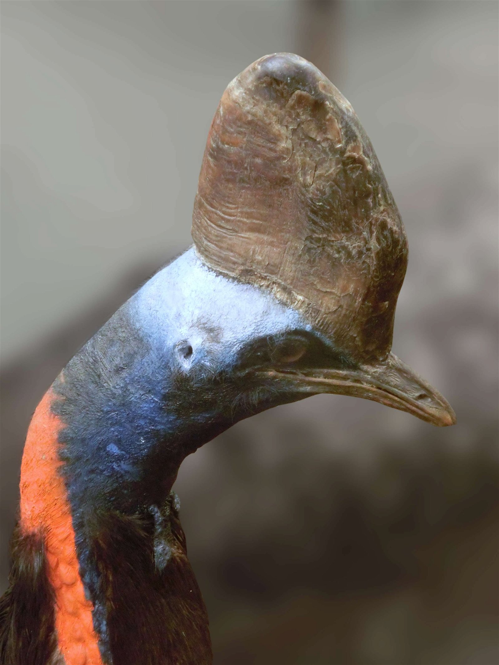 Göteborg Natural History Museum