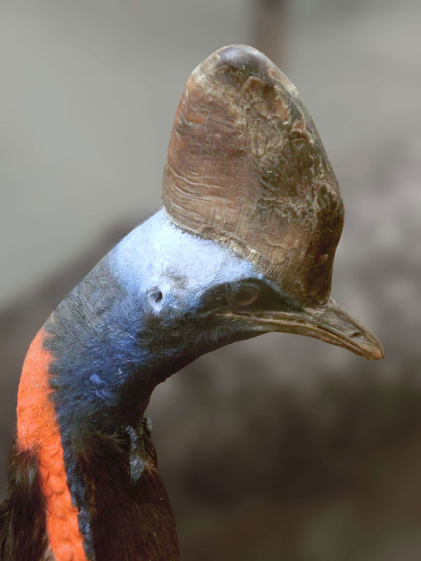 Göteborg Natural History Museum