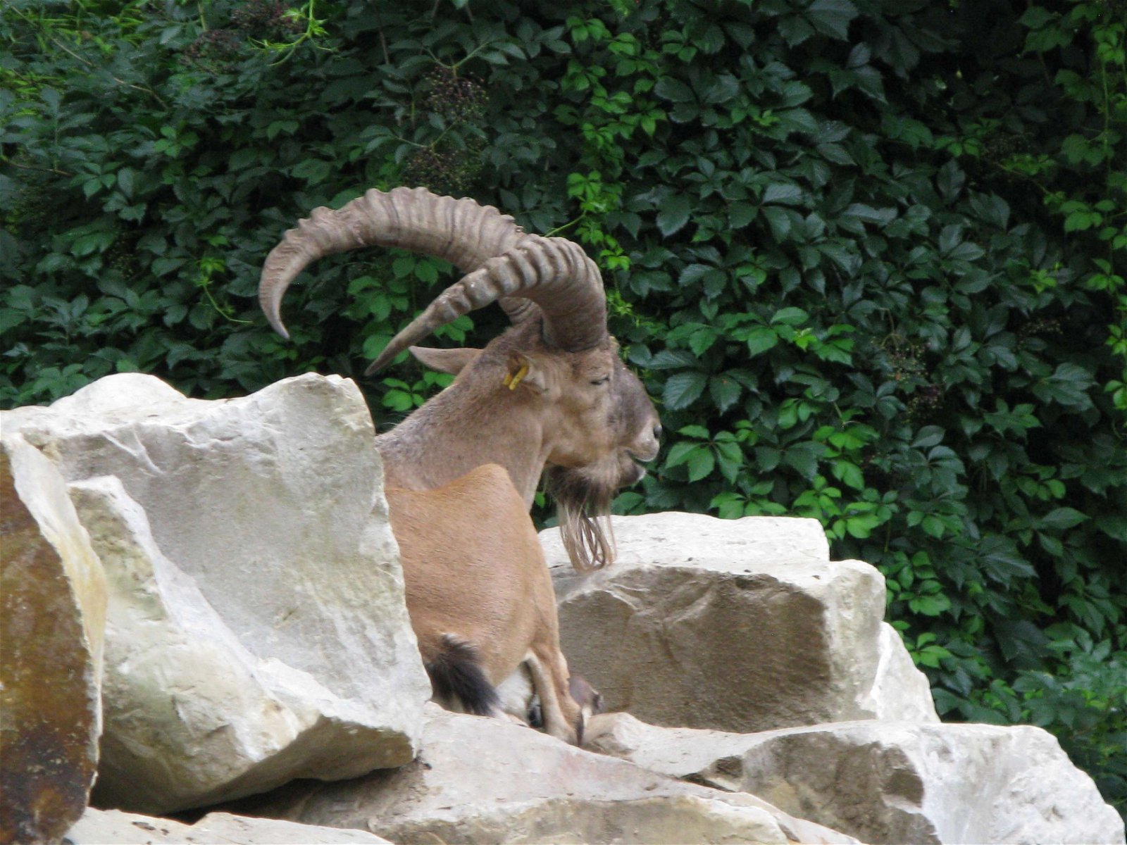 Ménagerie du Jardin des Plantes