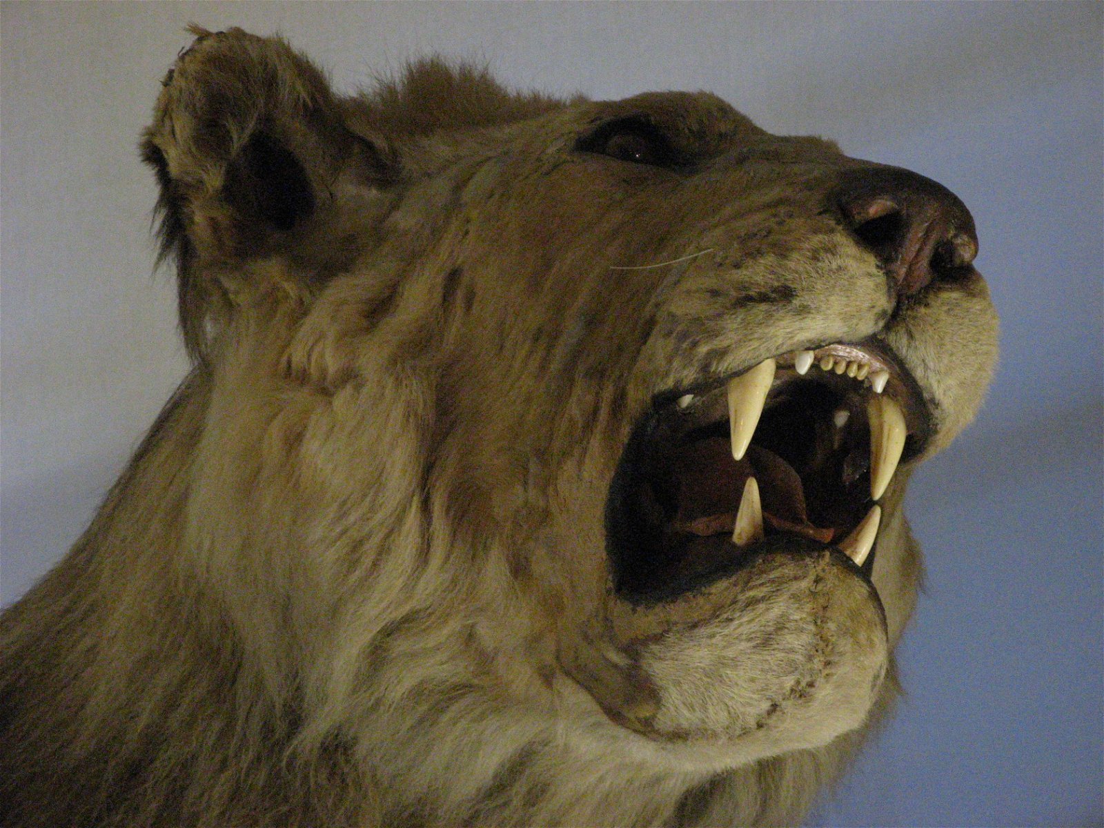 Musée de la Chasse et de la Nature