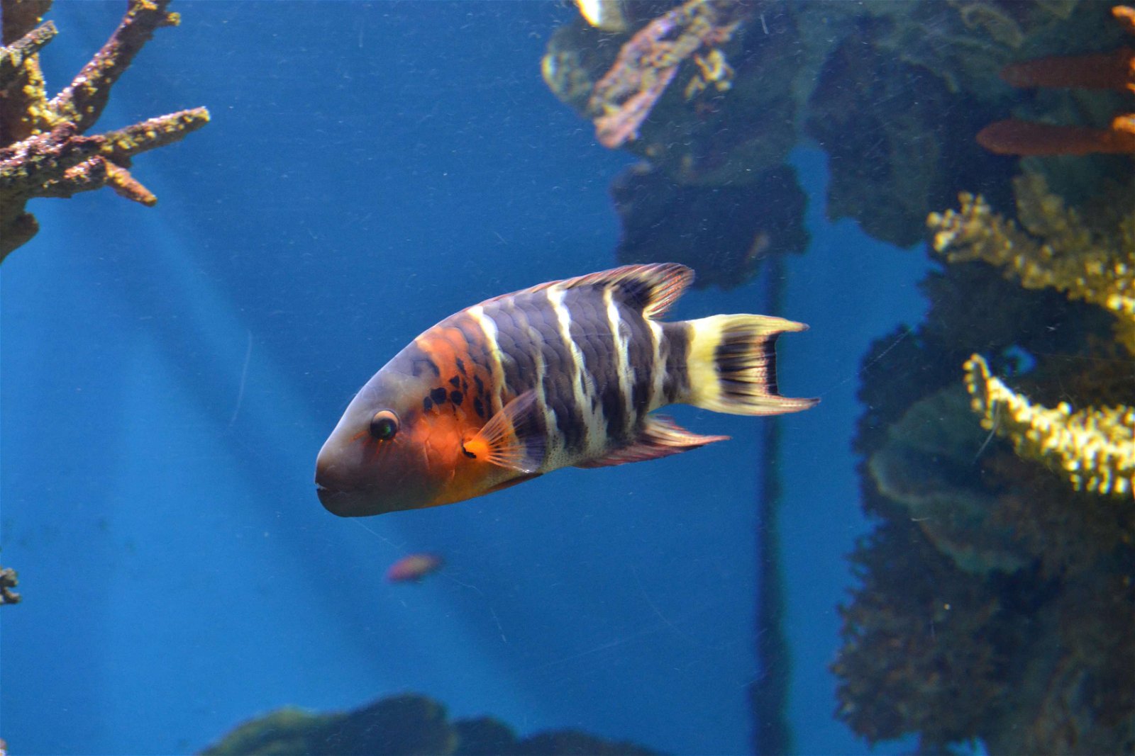 L’Aquàrium de Barcelona