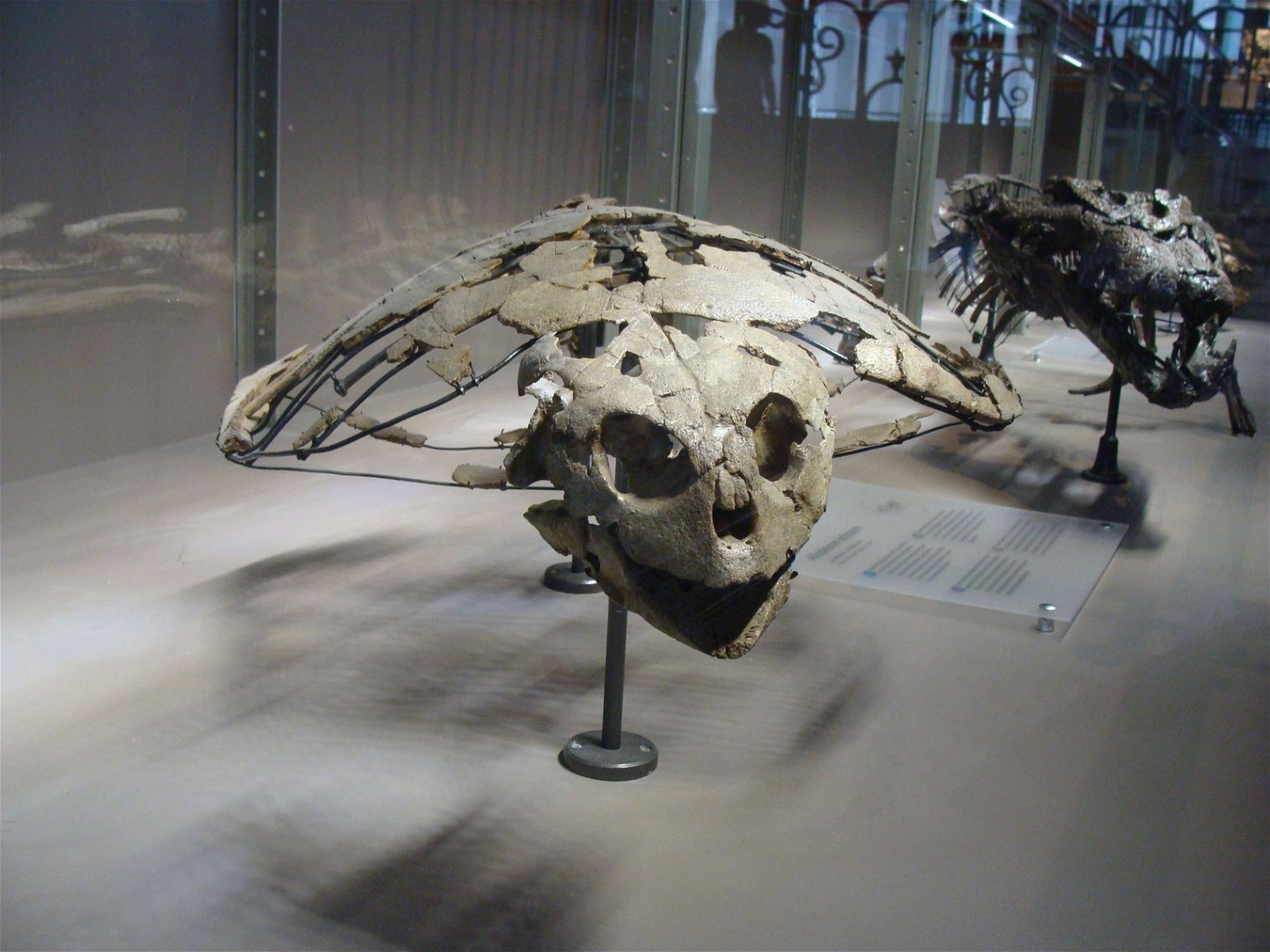 Natural Science Museum of Belgium