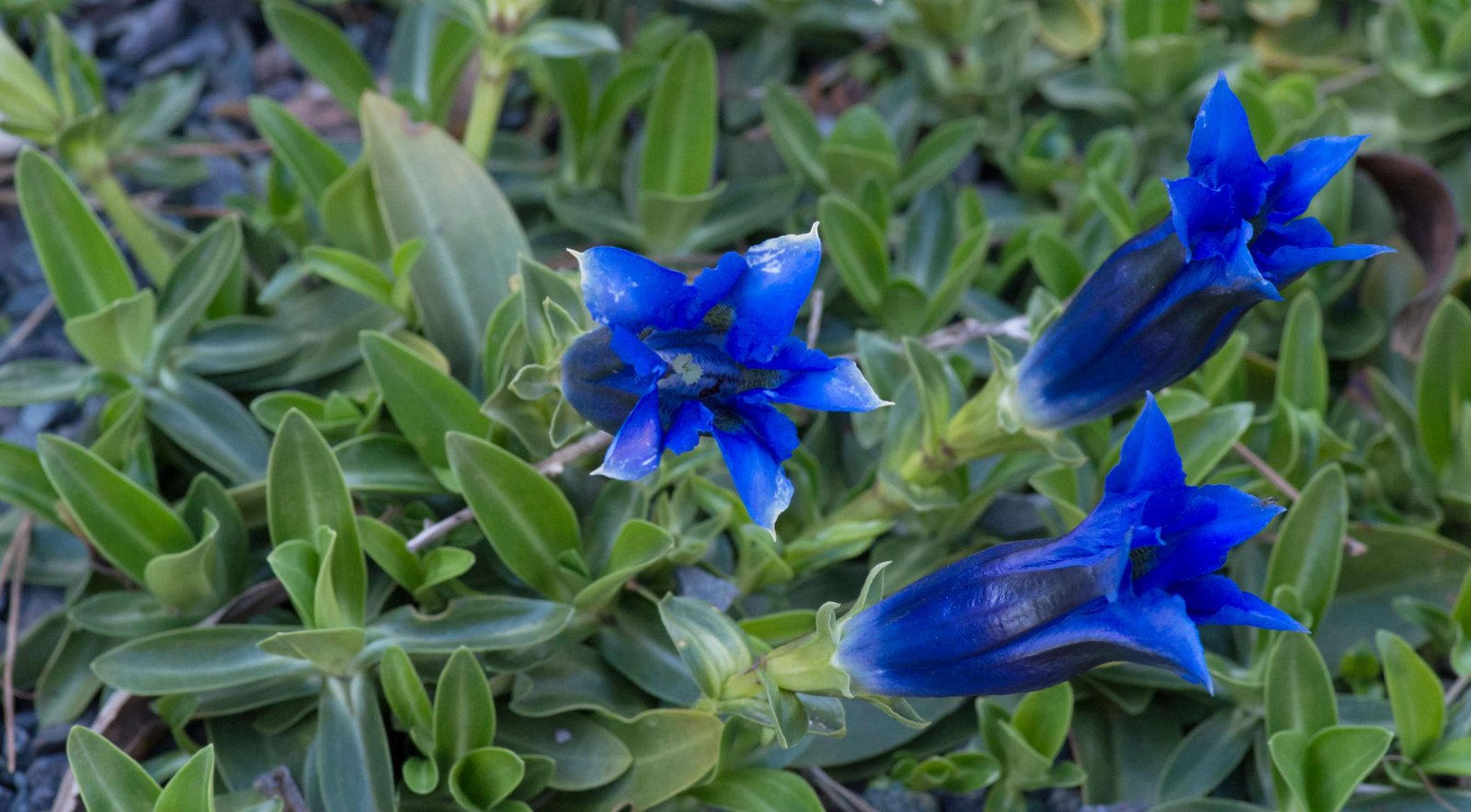Royal Botanic Gardens, Kew
