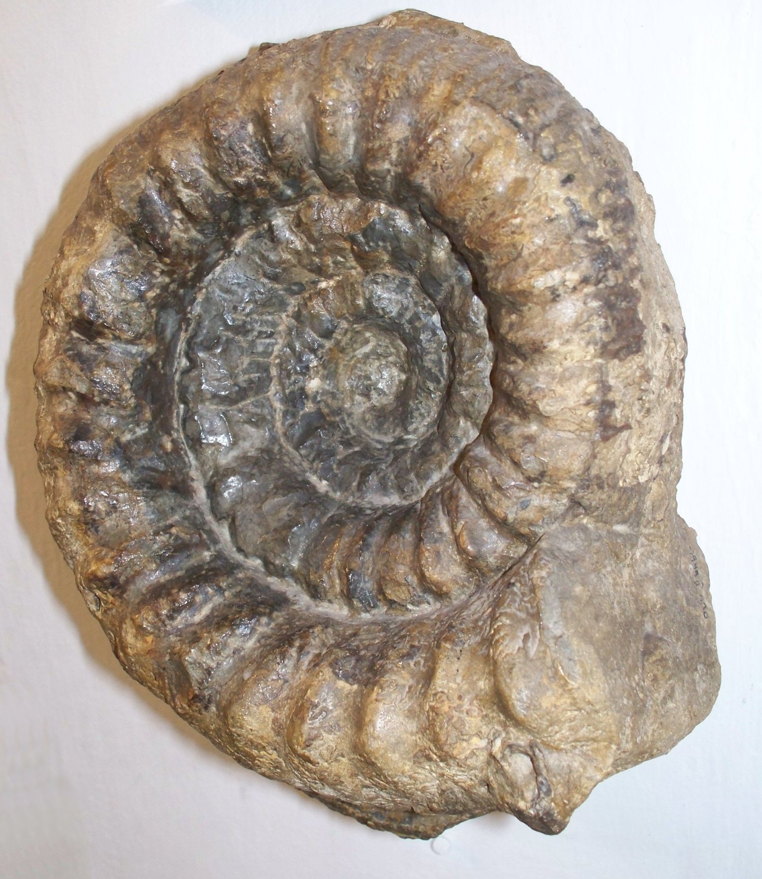 Paleontological Museum Munich