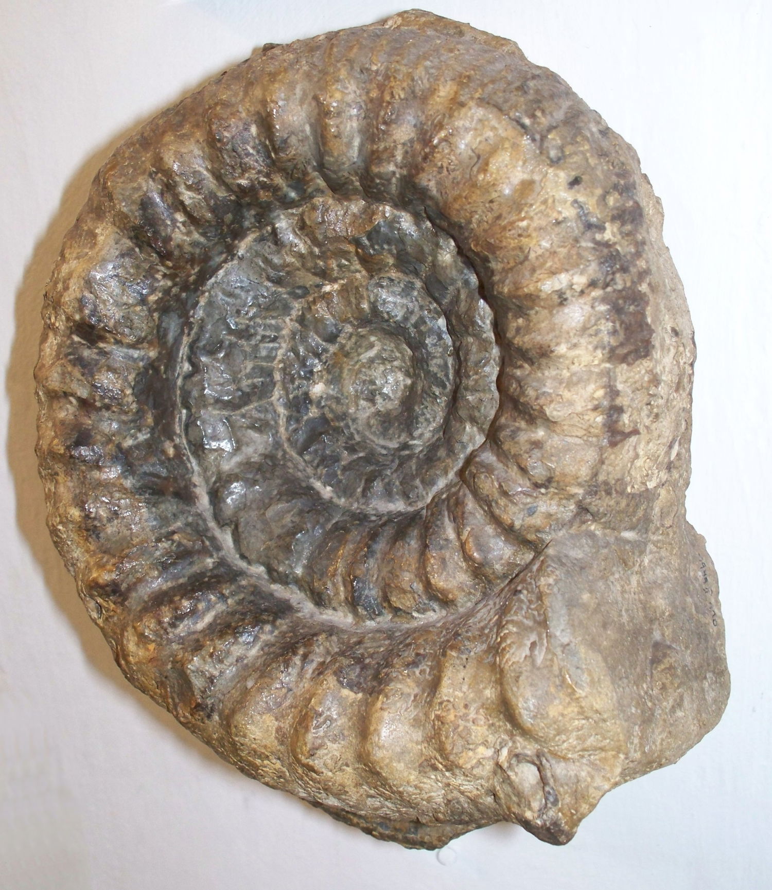 Paleontological Museum Munich