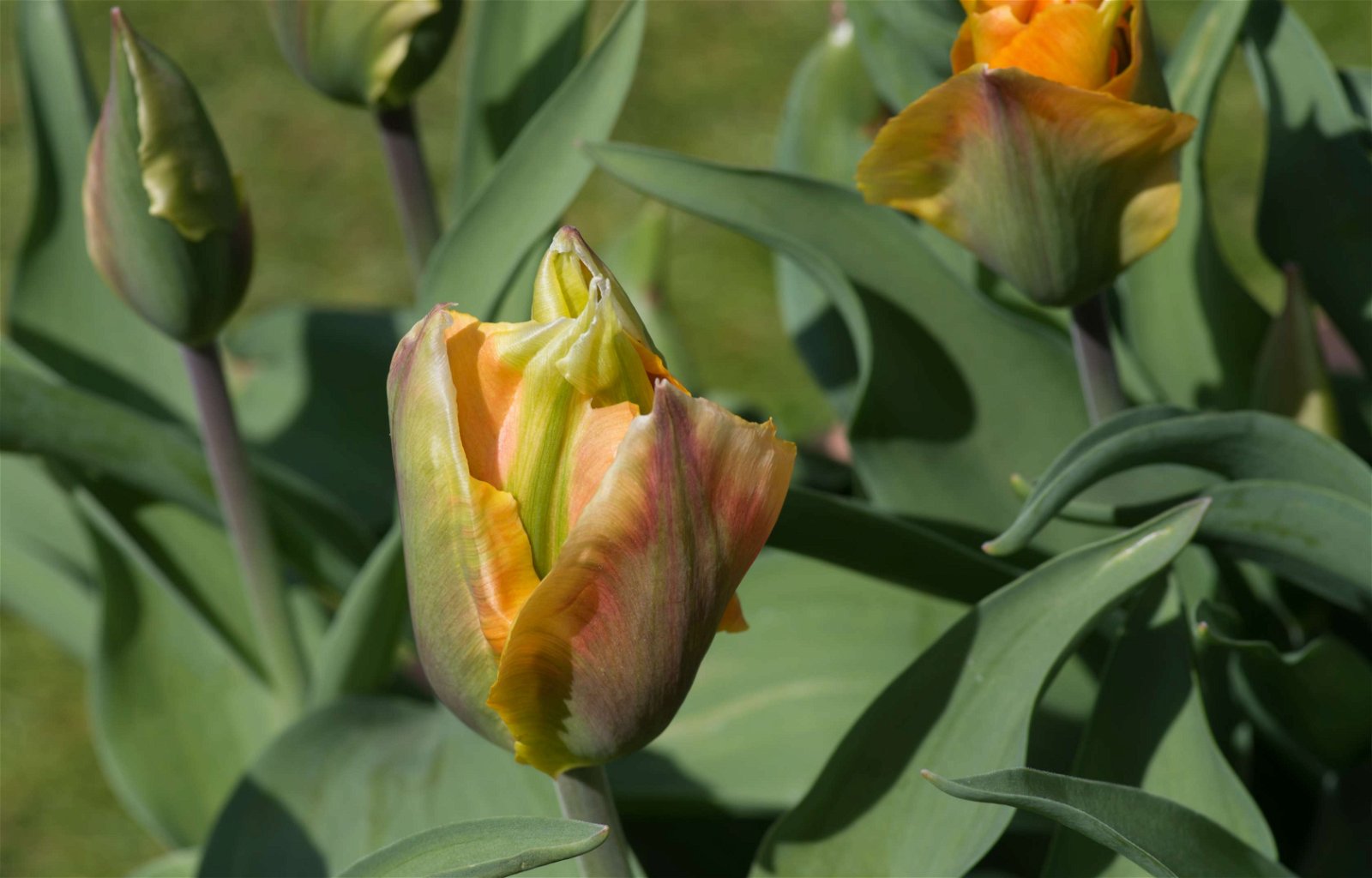 Stewart's Burnby Hall Gardens and Museum