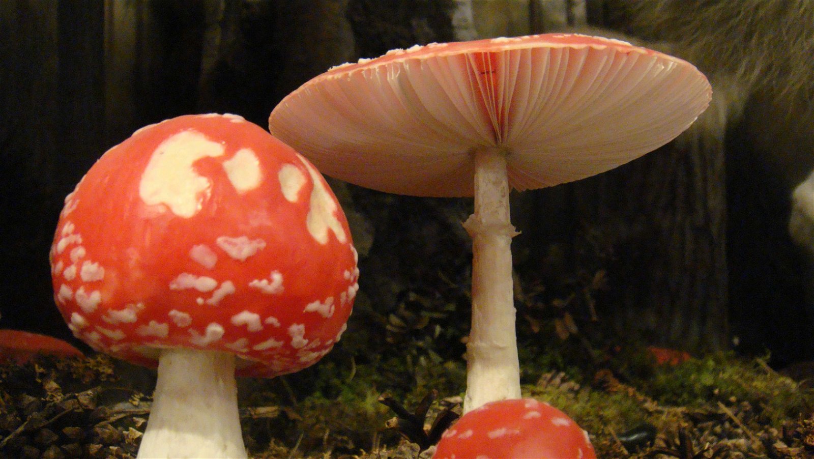 National Museum of Scotland