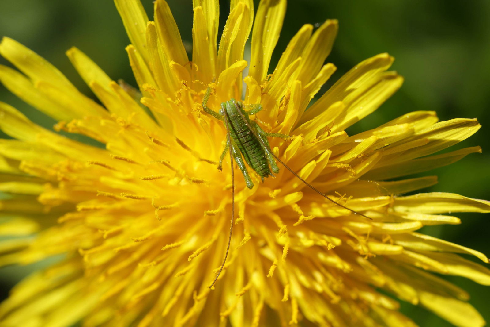 Schonbrunner Gardens