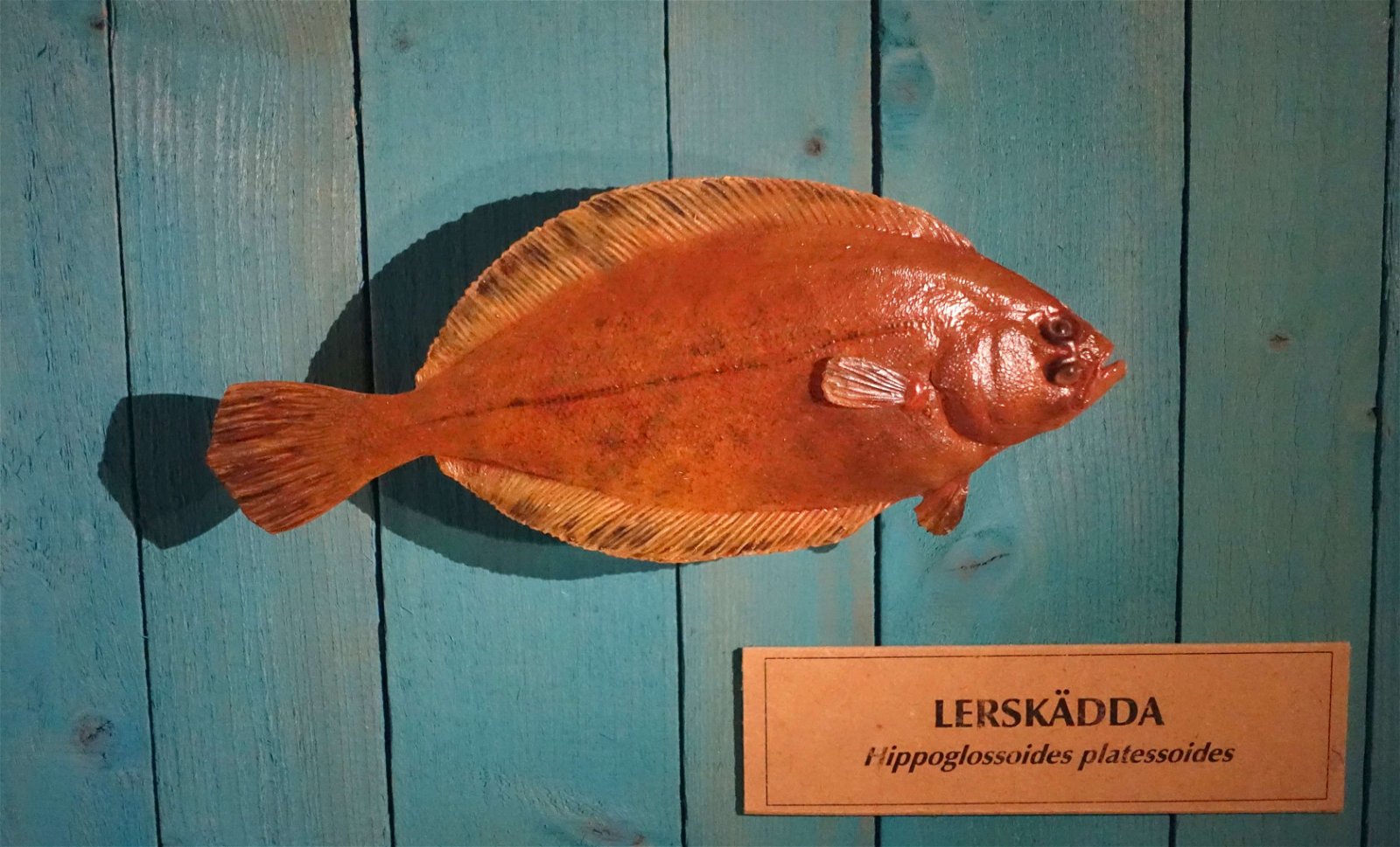 Swedish Museum of Natural History