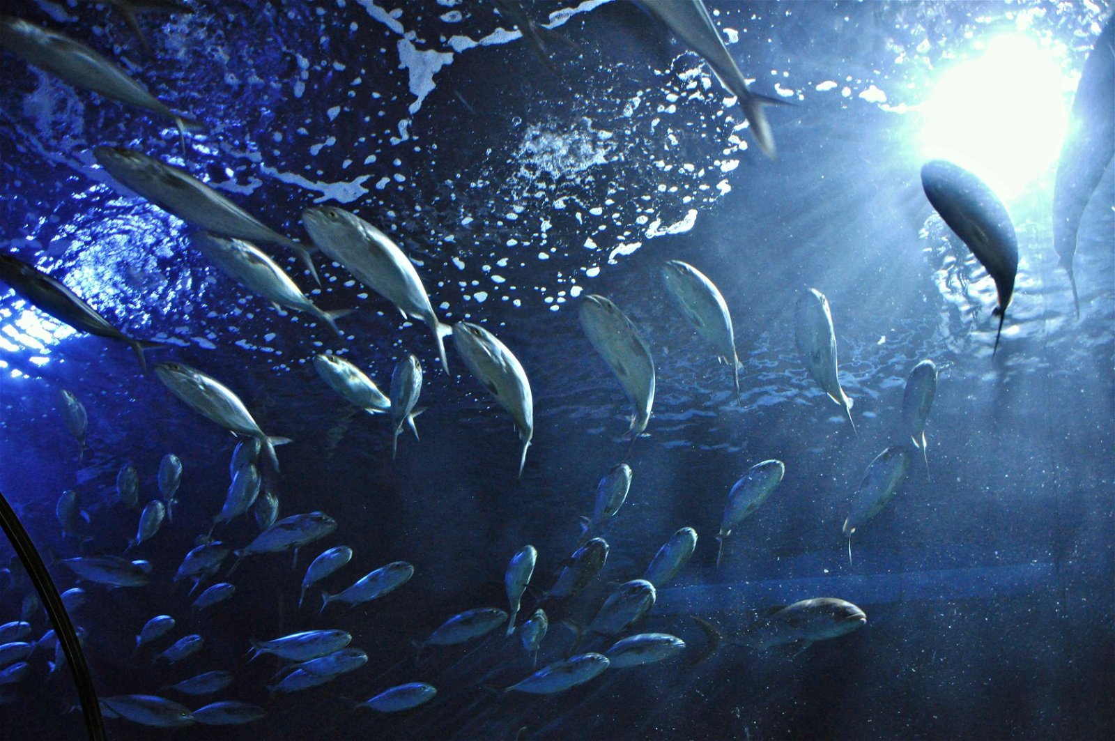 Oceanogràfic of Valencia