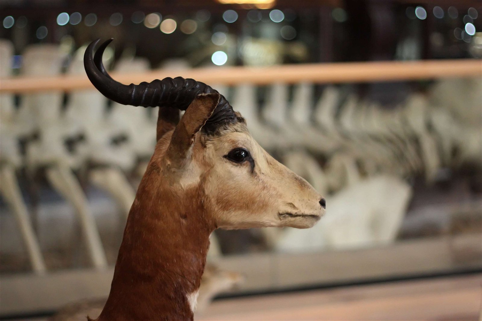 Grande Galerie de l'Evolution