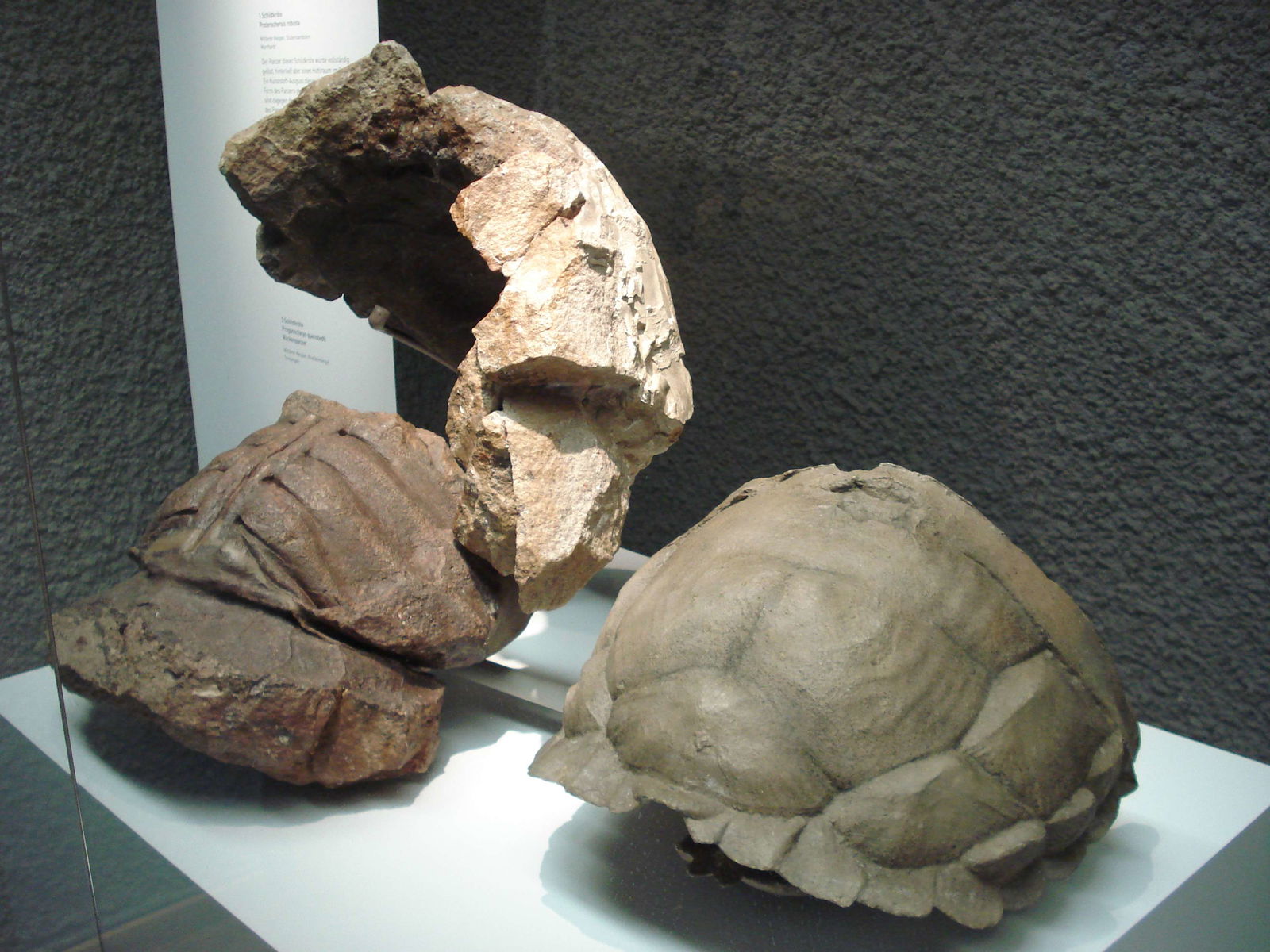 Staatliches Museum für Naturkunde Stuttgart