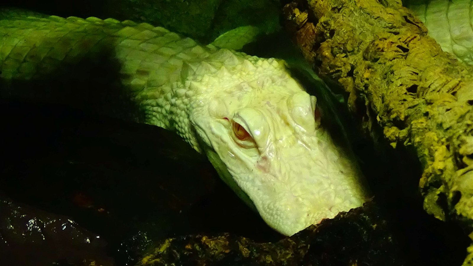 Aquarium de la Porte Dorée