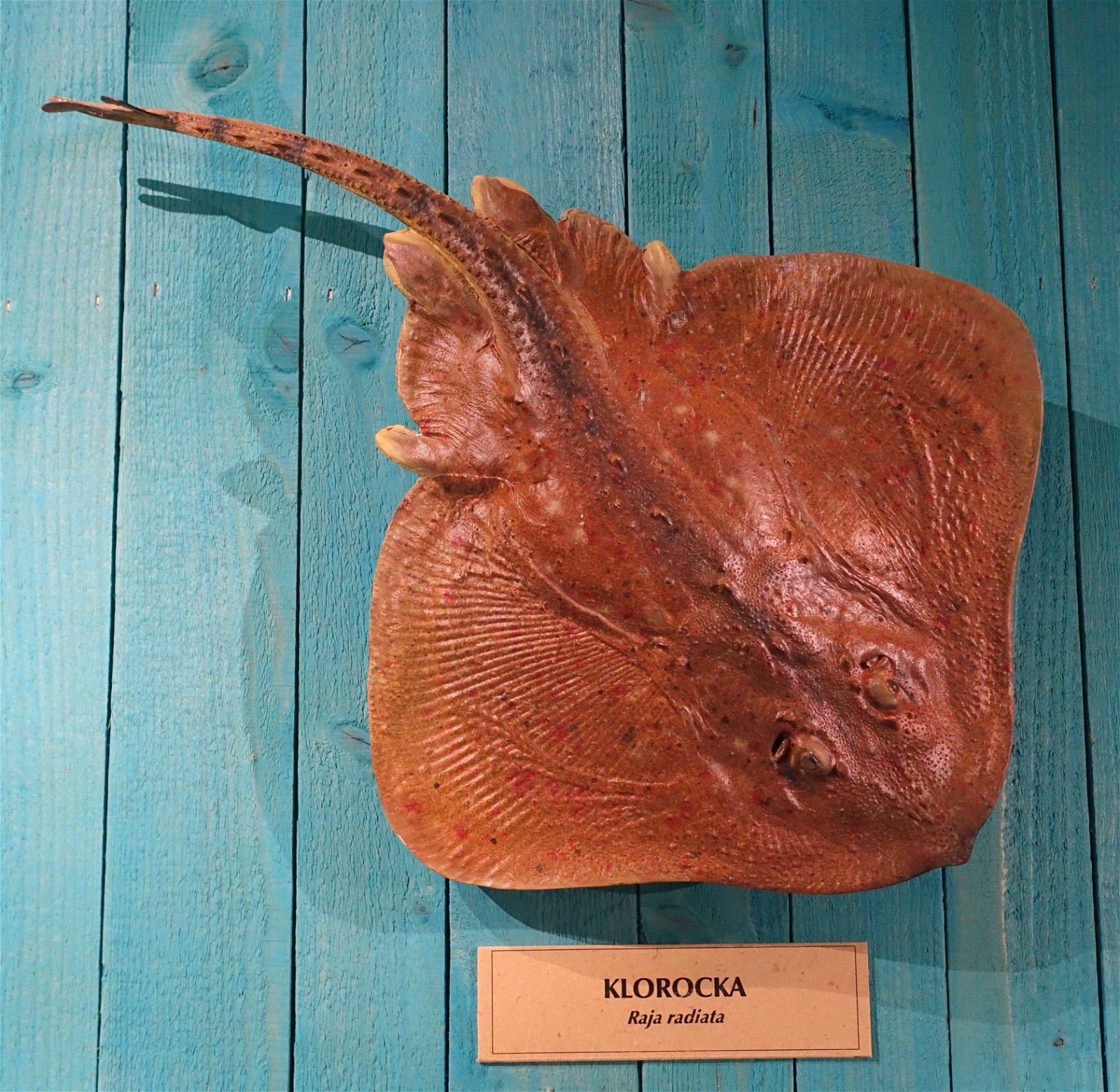 Swedish Museum of Natural History