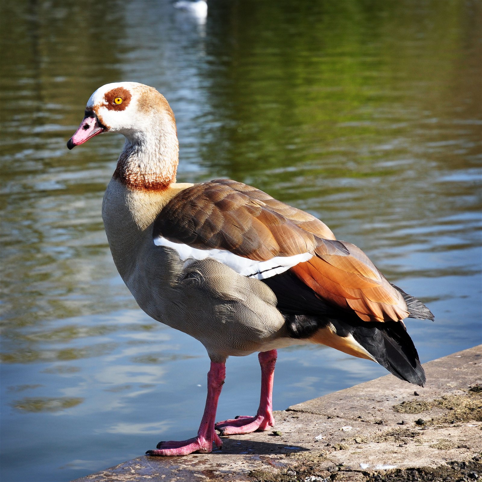 Gunnersbury Park and Museum