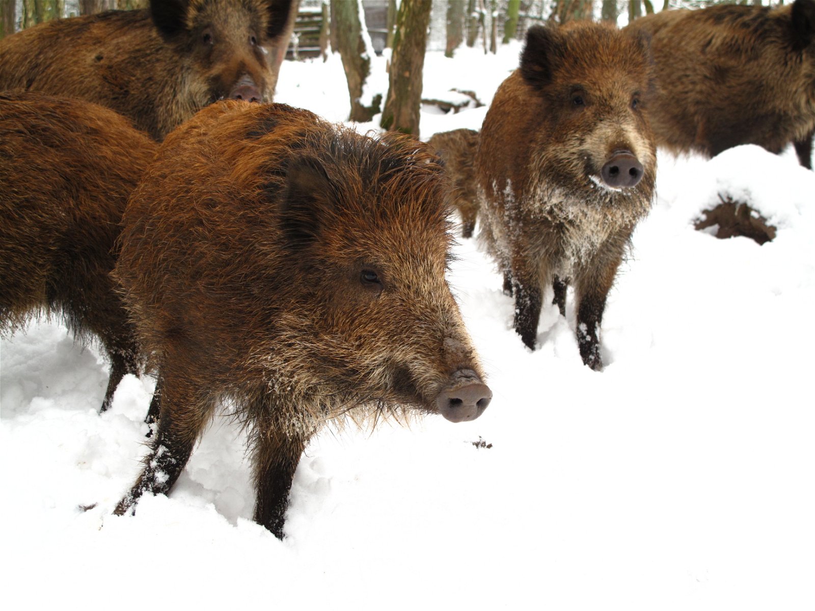 Wildpark - Domein van de Grotten van Han