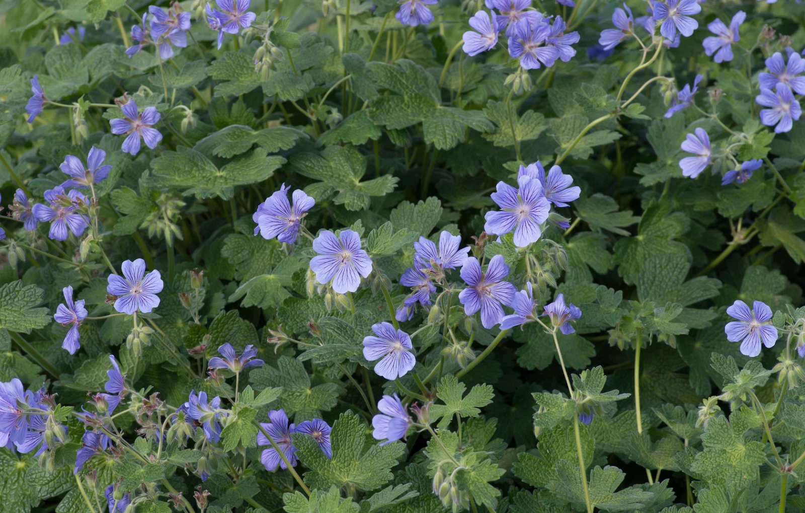 Royal Botanic Gardens, Kew