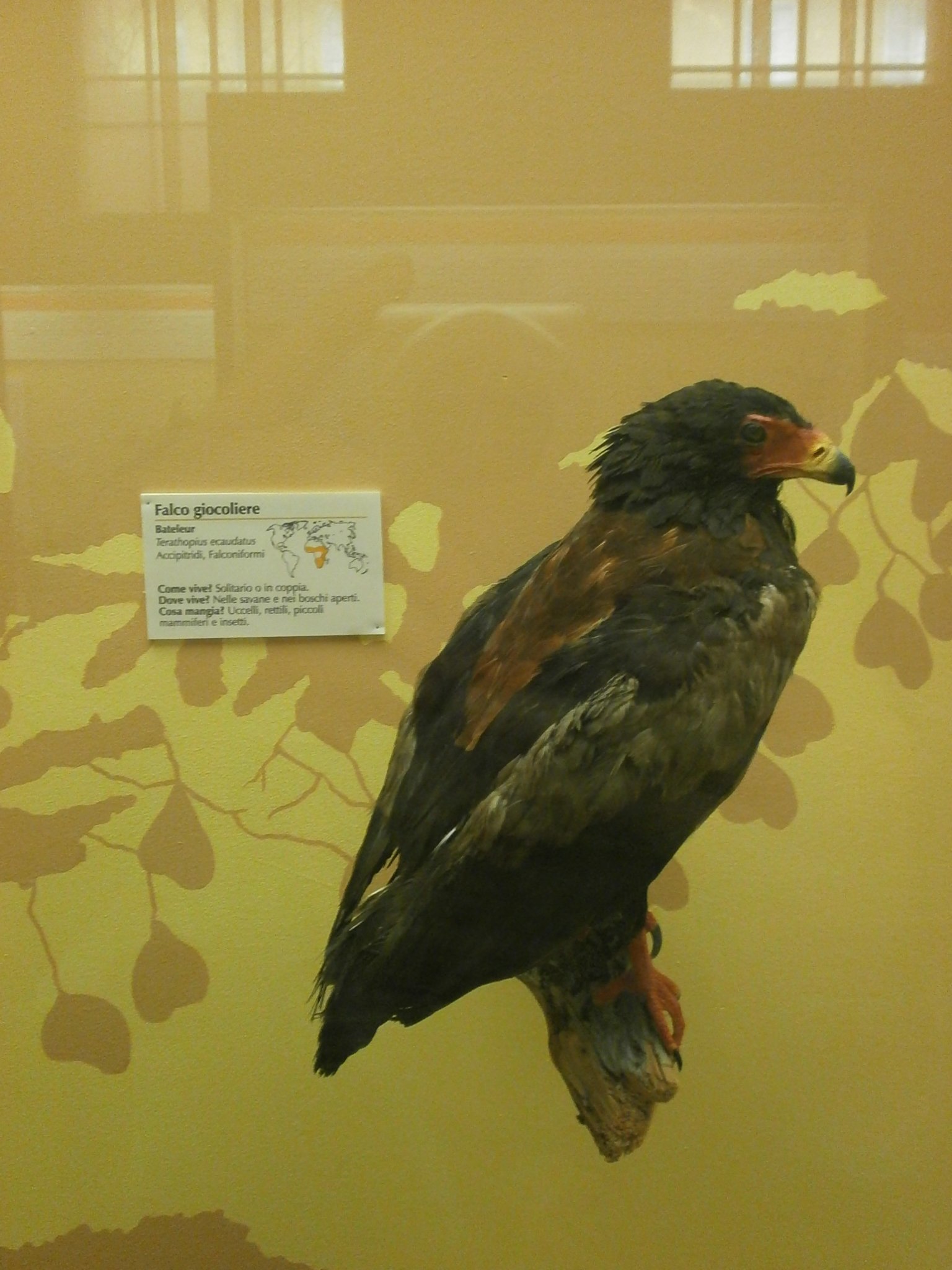 Museum of Natural History