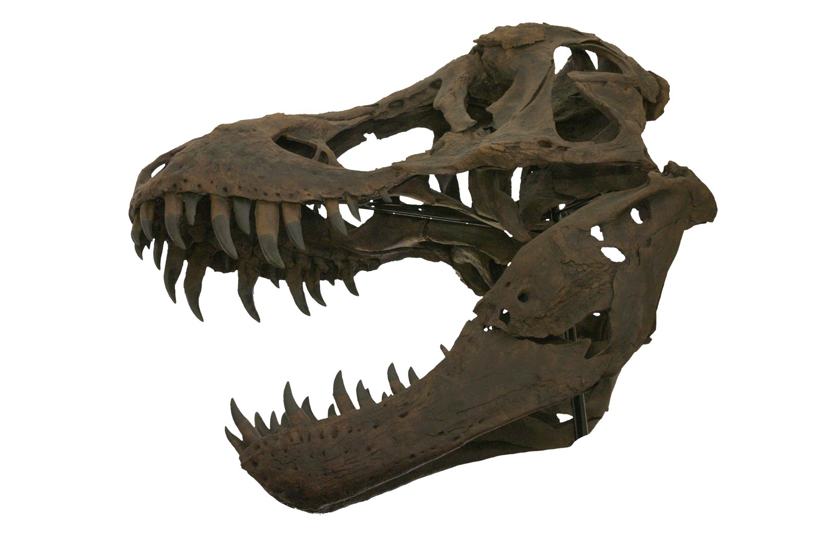 Sedgwick Museum of Earth Sciences