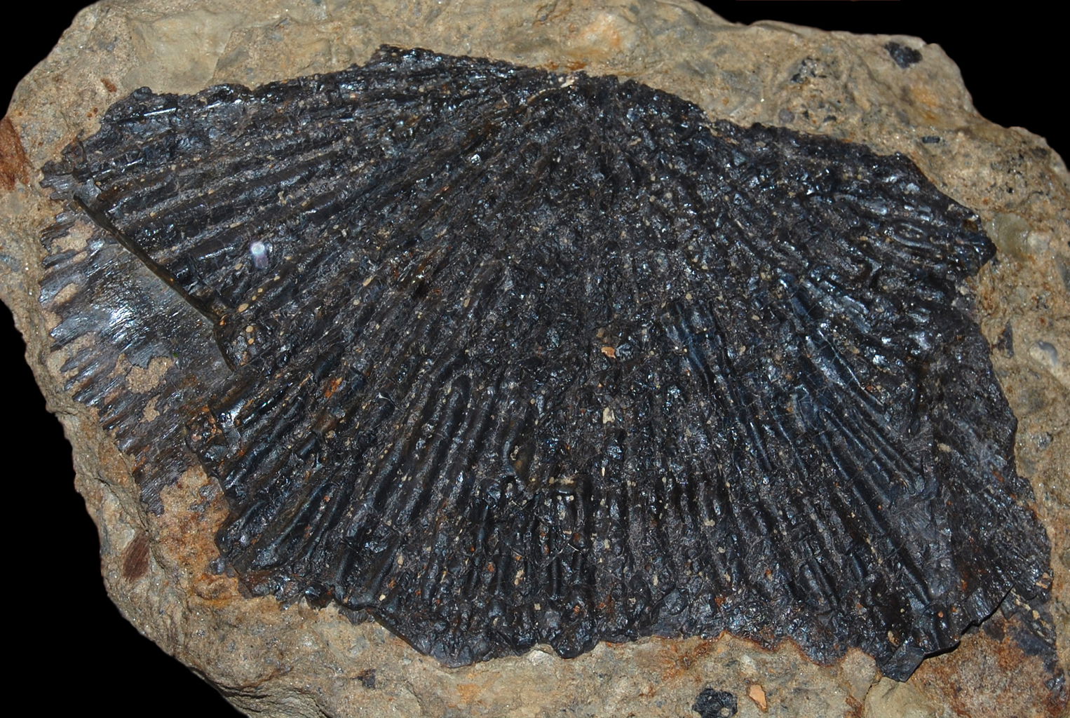 Naturhistorisches Museum