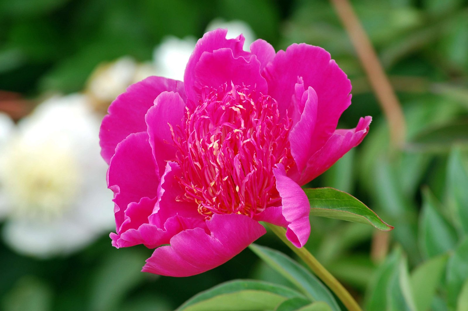 National Botanic Garden of Wales
