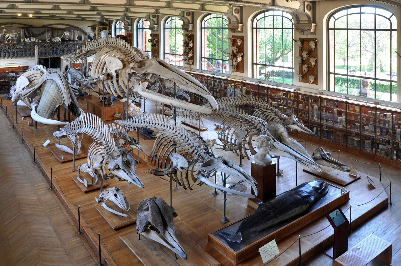 Gallery of Paleontology and Comparative Anatomy