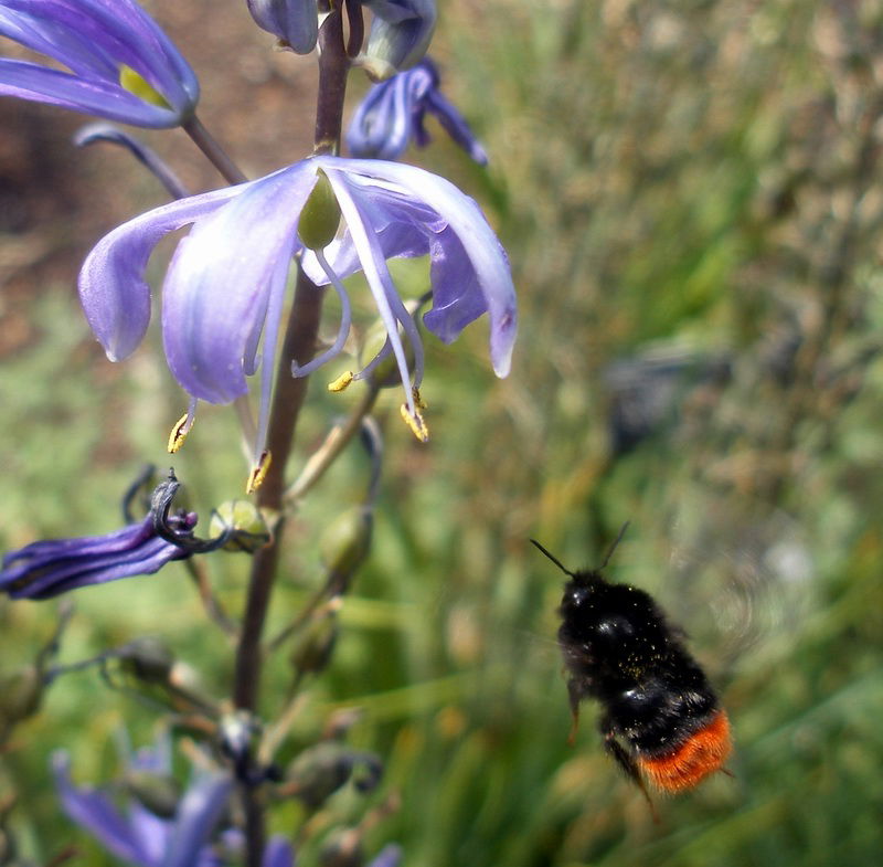 Orto botanico di Oxford