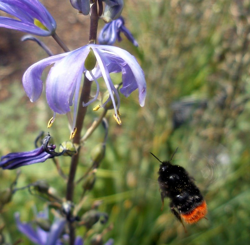 University of Oxford Botanic Garden