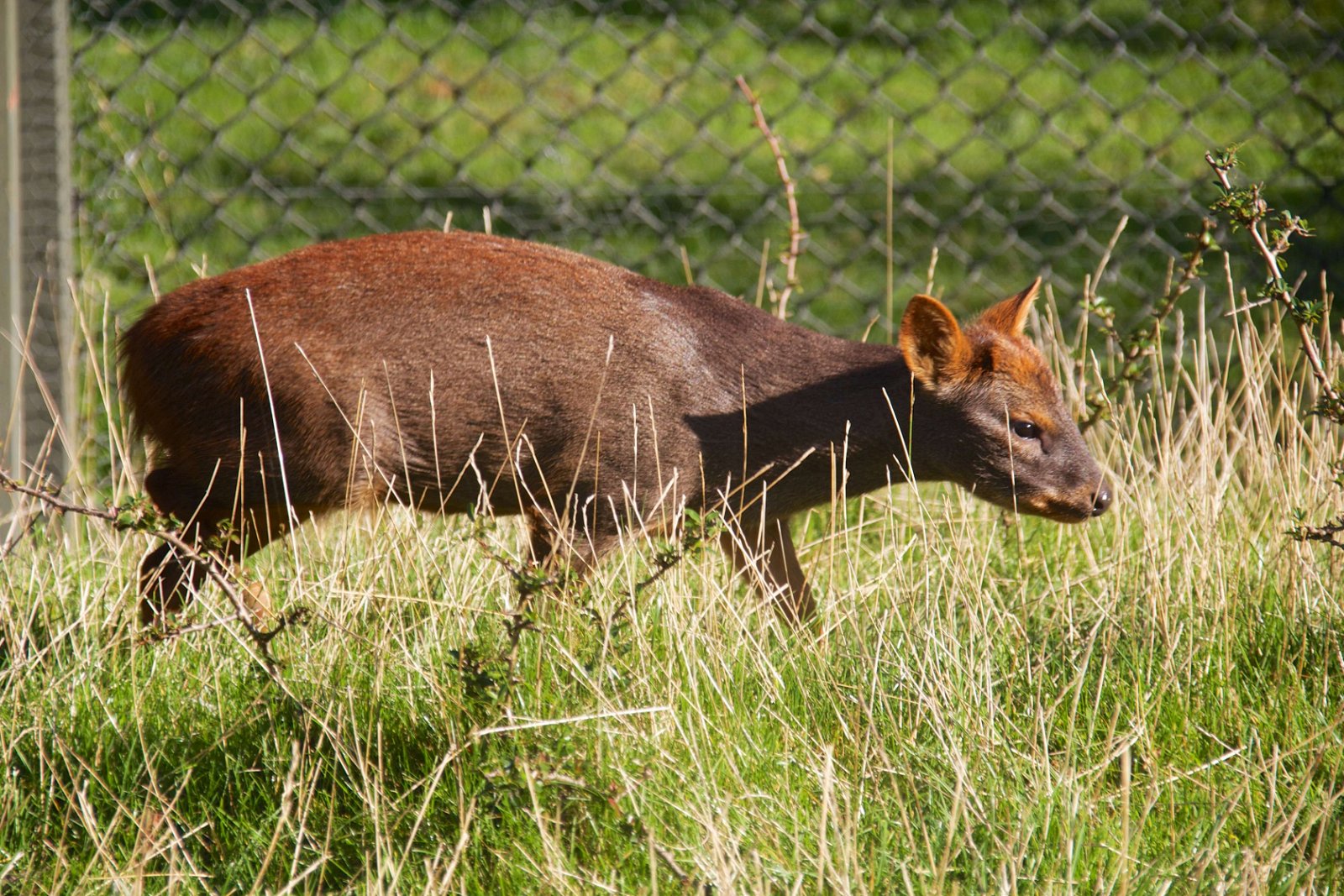 Chester Zoo