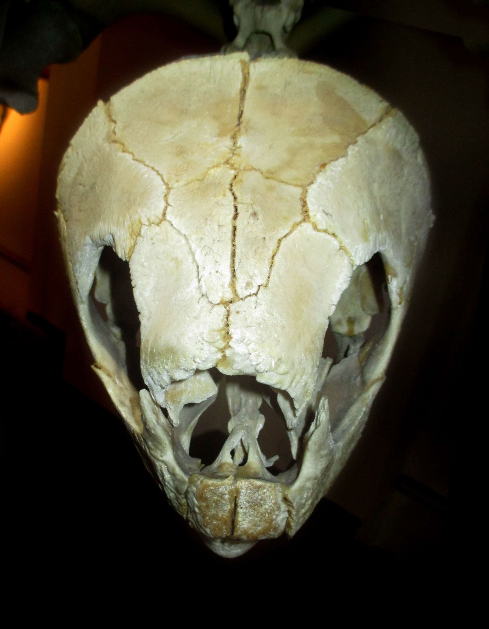 Göteborg Natural History Museum