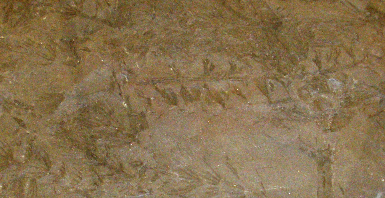 Museo Geologico Giovanni Capellini