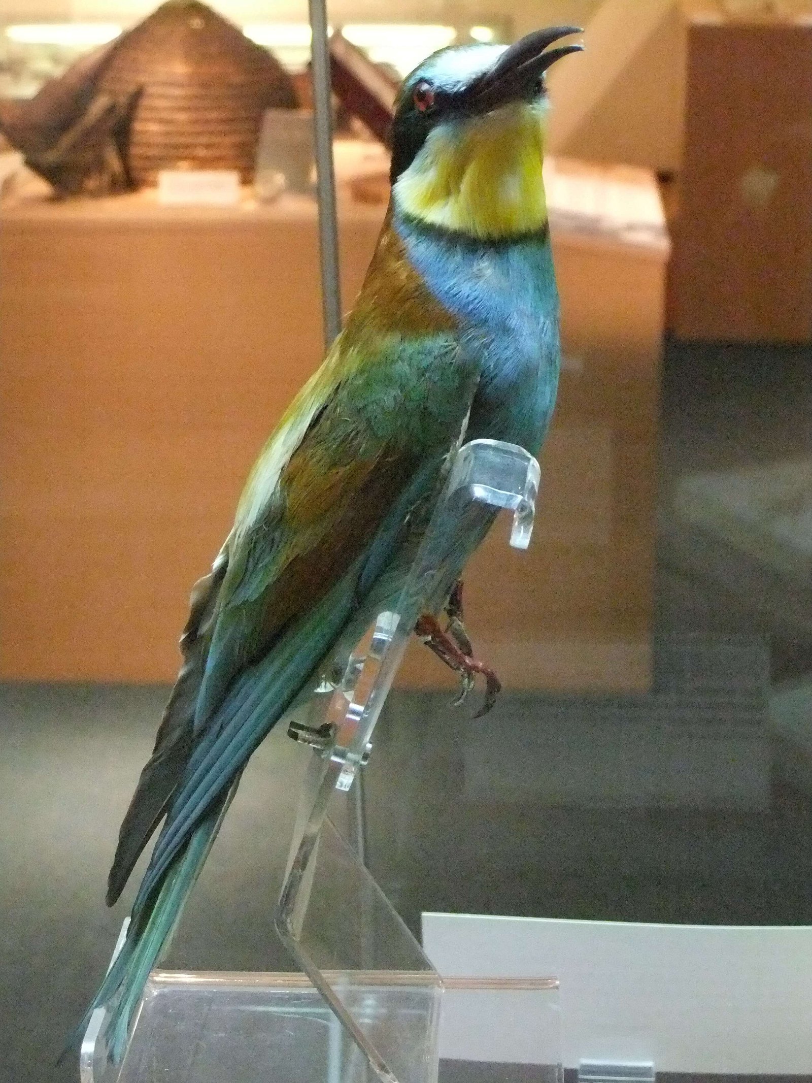 Hereford Museum and Art Gallery